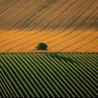 Сельскохозяйственный ландшафт возле города Коньяк, Франция