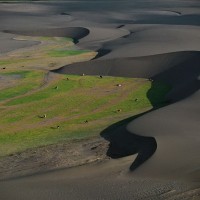 Коровы на пастбище между дюнами. Чили