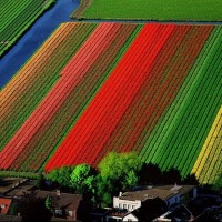 Поля тюльпанов вблизи Лиссе, Нидерланды