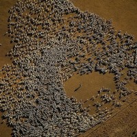 Стадо овец. Огненная Земля, Аргентина