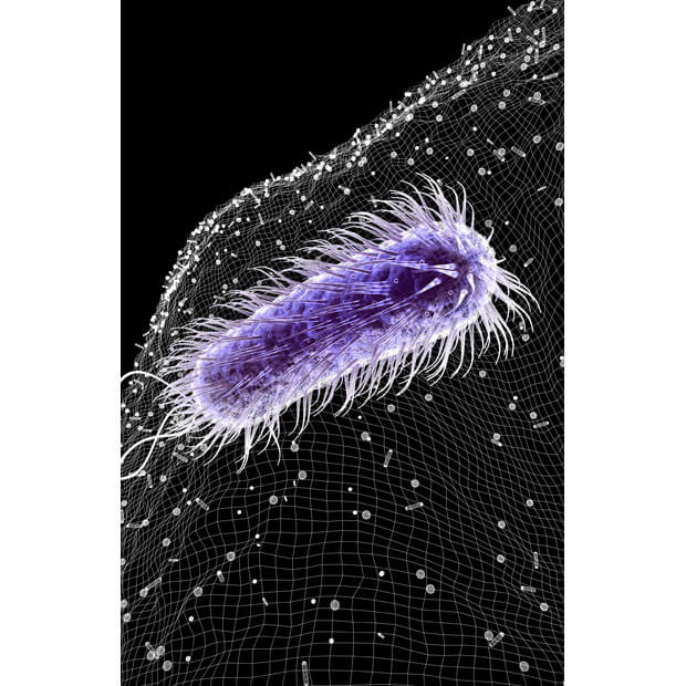 Бактерии под микроскопом