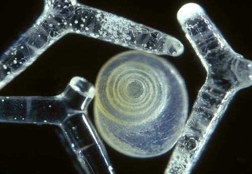 Песчинки под микроскопом