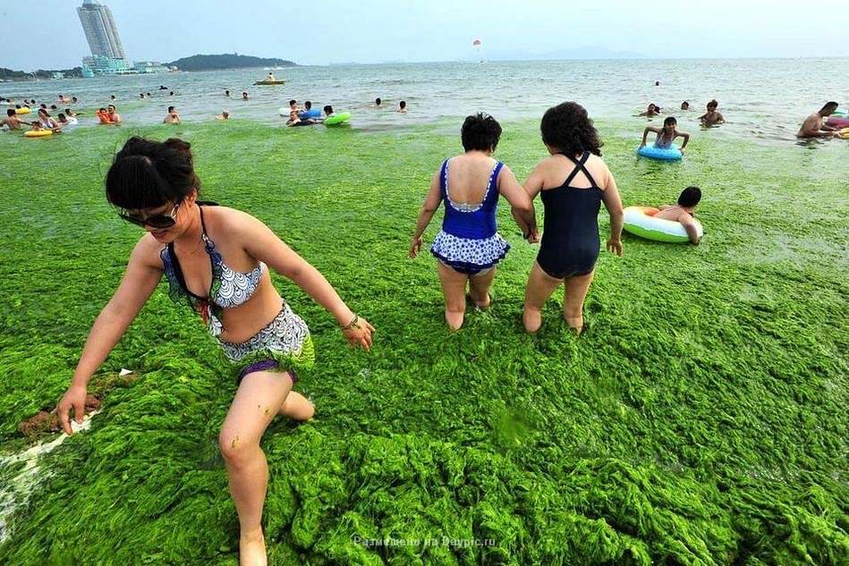 Водоросли оккупируют берега Китая