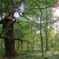 Christopher Strickland - The Mystery of Sherwood Forest