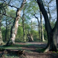 Rufford1 - Шервудский лес, Ноттингемшир, Англия
