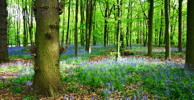 Колокольчики, Шервудский лес Ноттингемшир, Англия