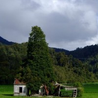Бесхозный дом, уничтоженный большим хвойным деревом. Arapito Road, Karamea, Новая Зеландия.