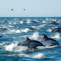 Резвящаяся неподалёку стайка дельфинов