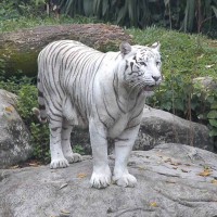 Автор: nub1an. Зоопарк в Сингапуре