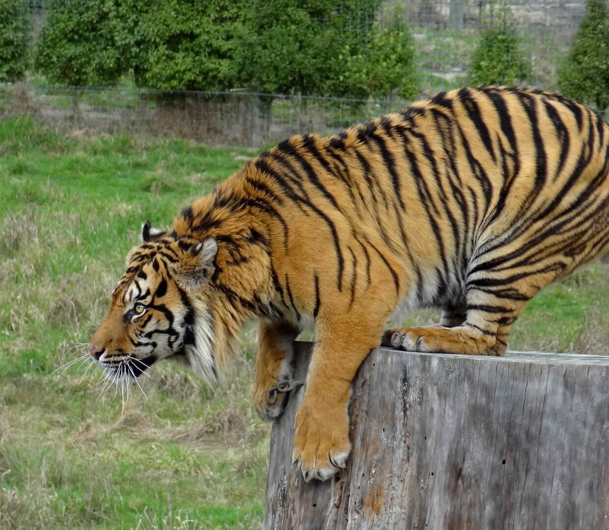 Фото: Житель Orana Wildlife Park