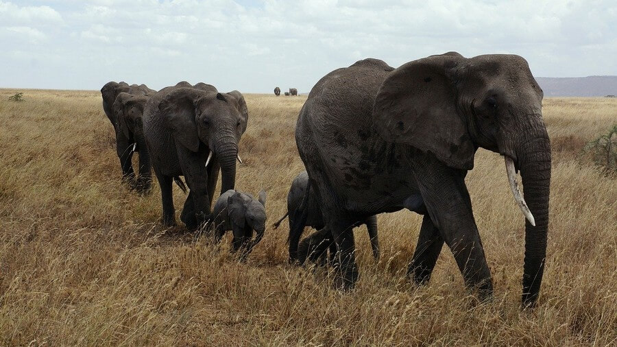 Фото: Слоны, Сафари в Африке