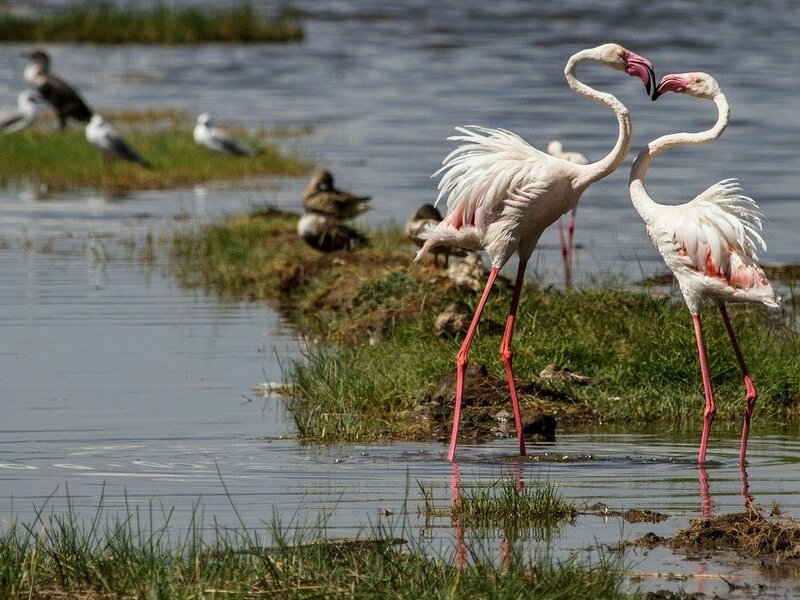 Фото: Розовый фламинго, озеро Накуру, Кения
