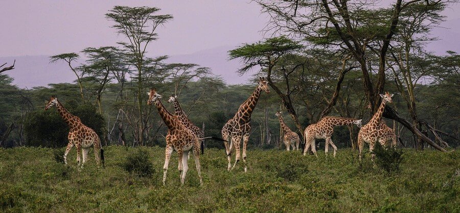 Фото: Жирафы в саванне