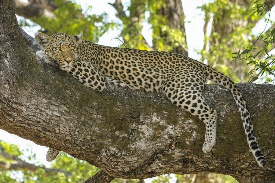 Фото: Леопард, Сафари в Африке