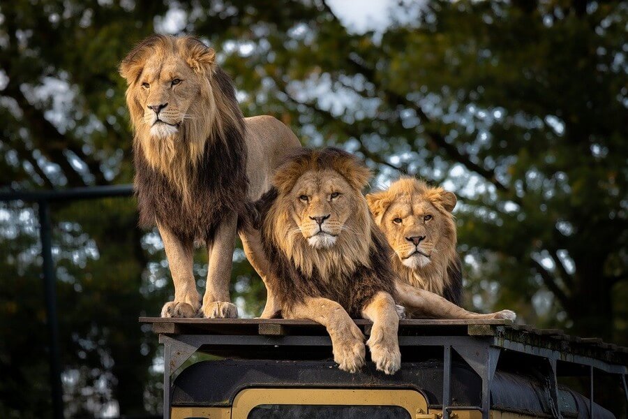 Фото: Лев, Сафари в Африке