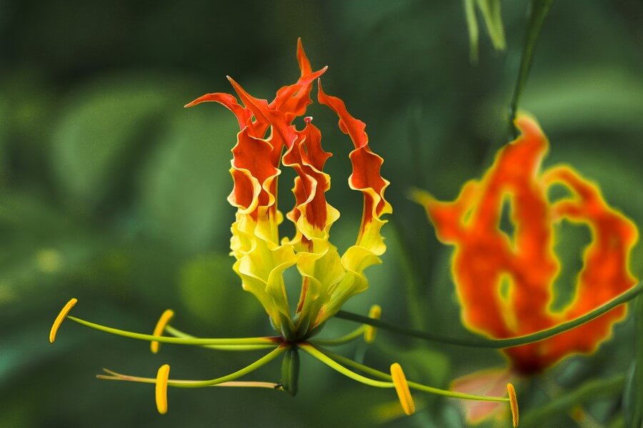 Фото: Глориоза (Gloriosa)