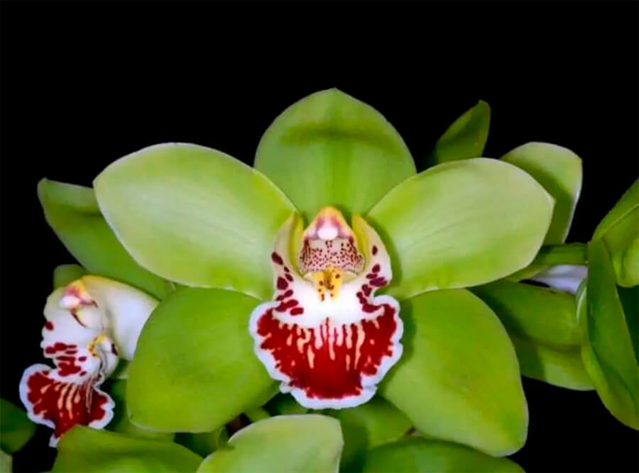 Фото: Орхидея Шэньчжэнь Нонгке (Shenzhen Nongke Orchid)