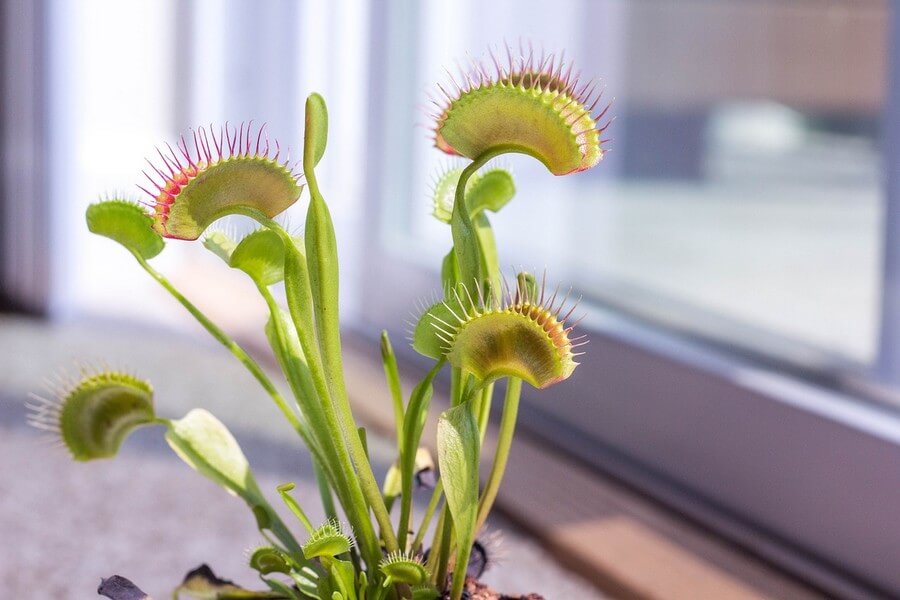 Фото: Венерина мухоловка (Dionaea muscipula)