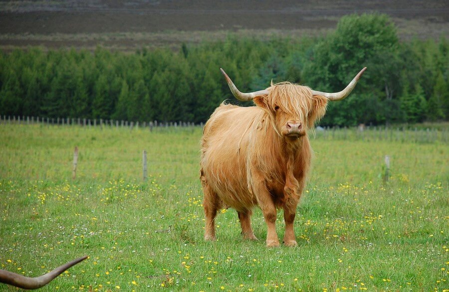 Фото: корова хайленда
