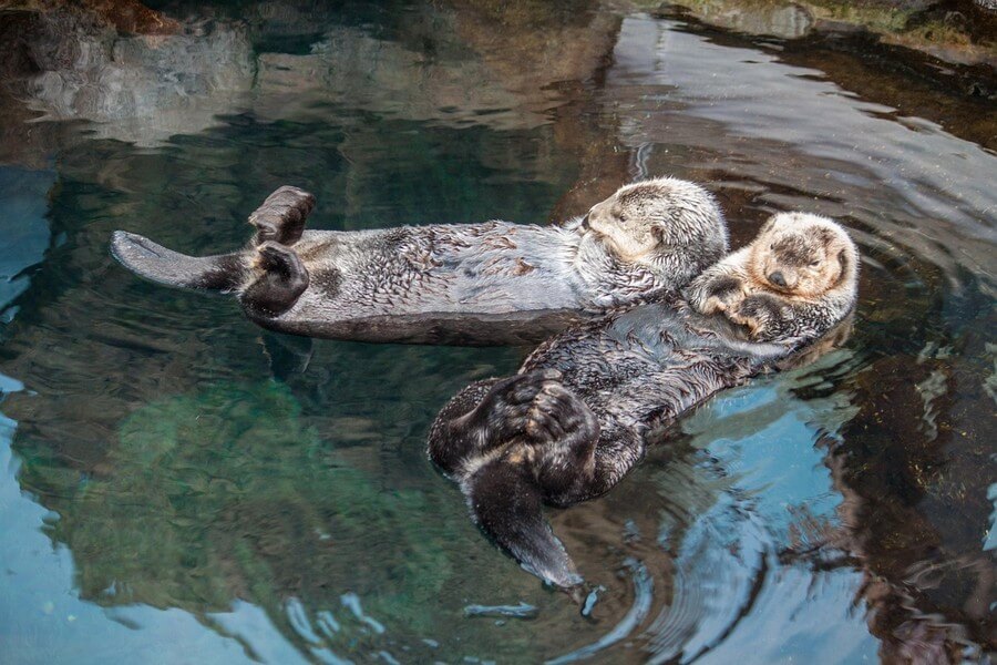 Фото: Лиссабонский океанариум (Oceanário de Lisboa)