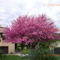 Иудино дерево (Сercis siliquastrum)