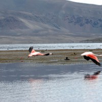 Лагуна Чакса (Chaxa Lagoon)