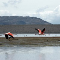 Лагуна Чакса (Chaxa Lagoon)