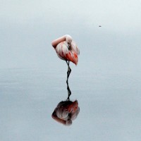 Лагуна Чакса (Chaxa Lagoon)