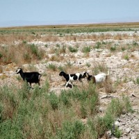 Солончак (Salar De Atacama)