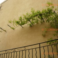 Виноград на стенах домов